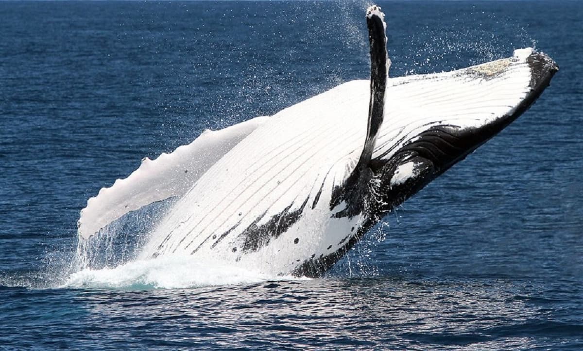 Moreton Bay Whale Watching