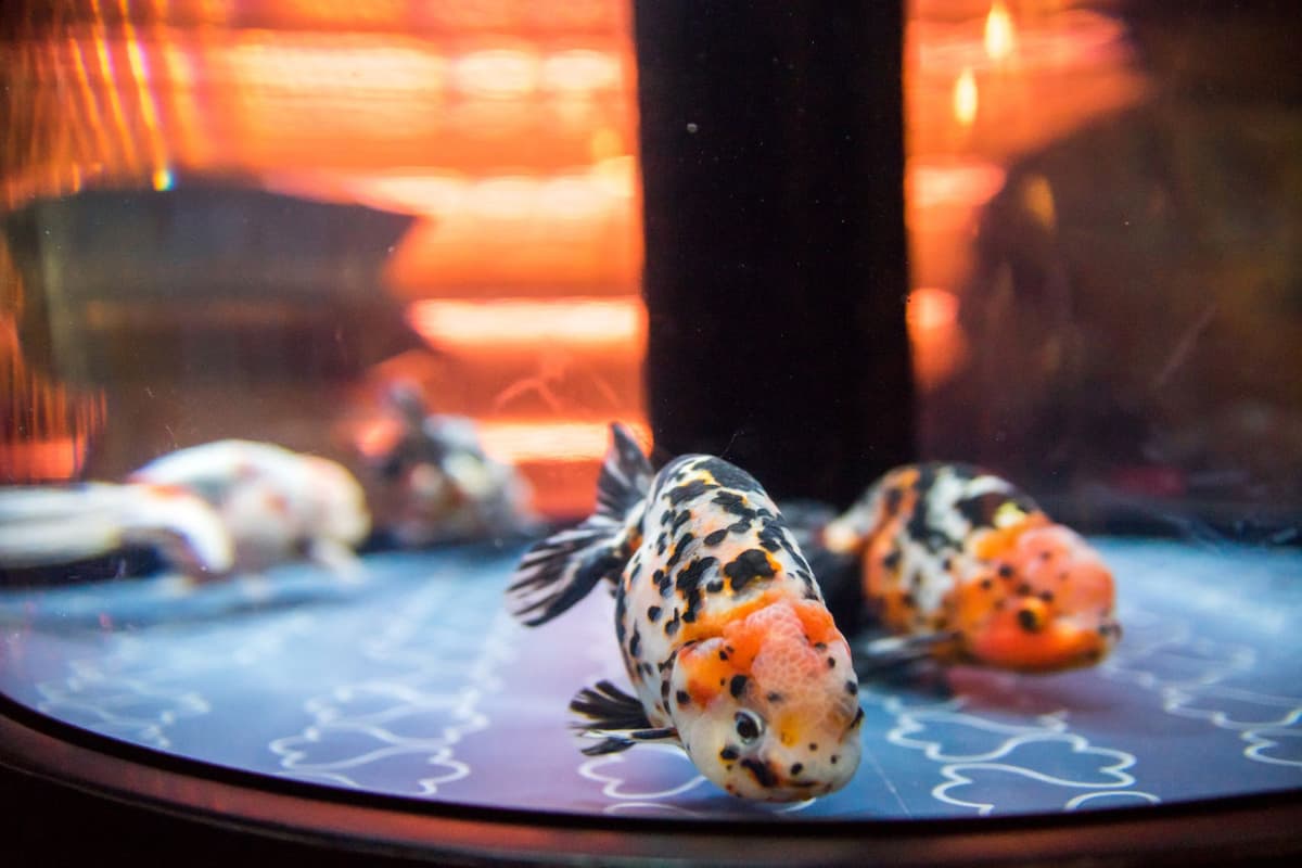 Sumida Aquarium Ticket