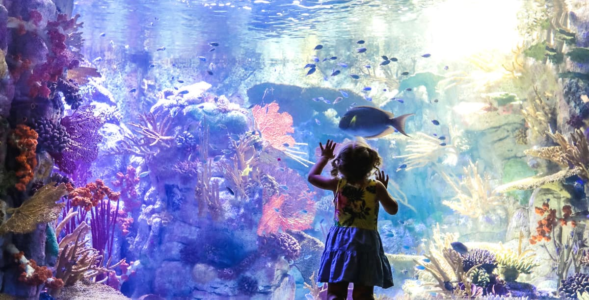 Go City San Diego Essentials Pass: Save up to 50% on Attractions