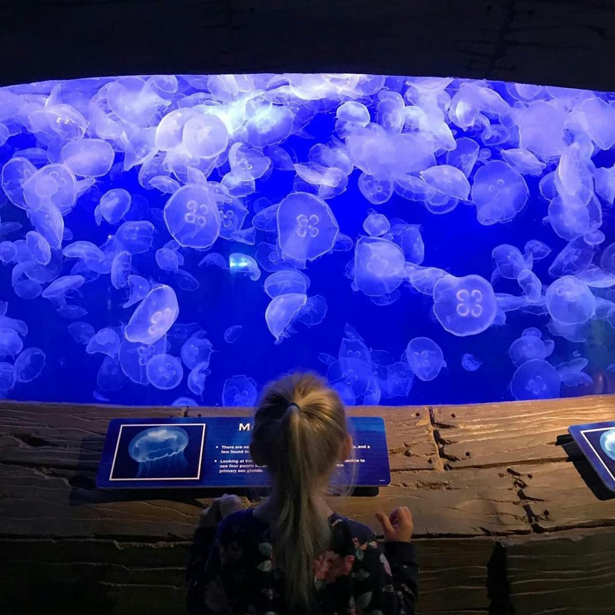 Downtown Aquarium Houston Ticket