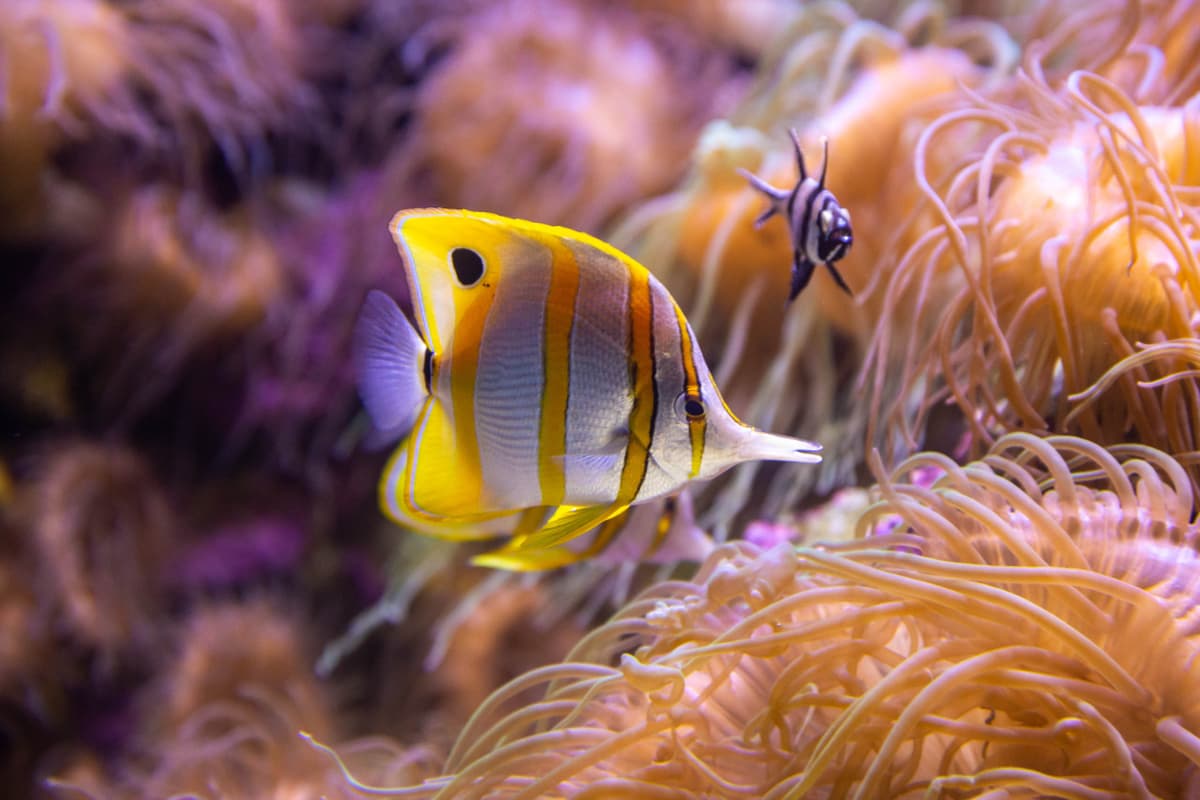 SEA LIFE Sydney Aquarium Direct Entry Ticket