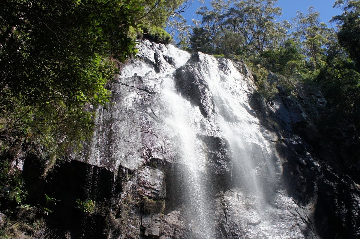 Springbrook National Park Night Tour