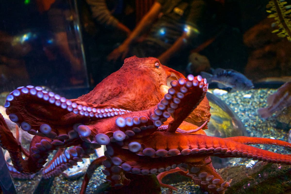 Go City San Francisco Explorer Pass: Save up to 50% on Attractions