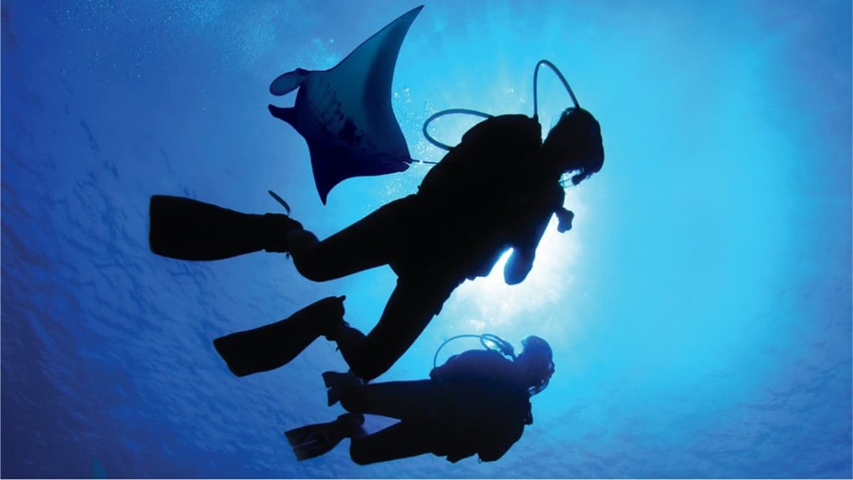 Ultimate Marine Life Experience at Adventure Cove Waterpark