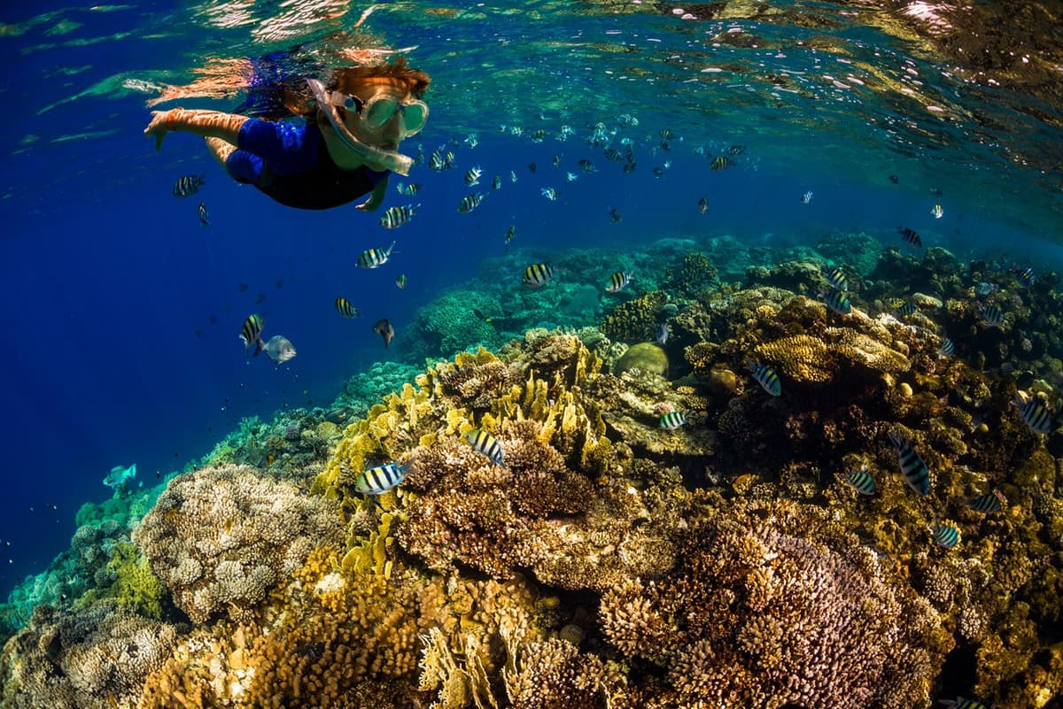Kona Dolphin Watching Cruise with Snorkelling Experience