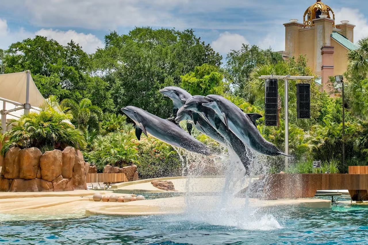 SeaWorld Orlando Ticket: Direct Entry + Optional All-Day Dining Deal + Multi-Park Discount Ticket
