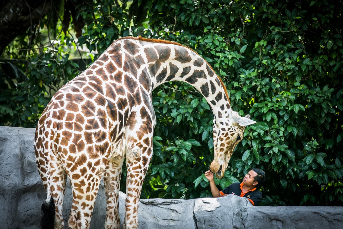 Zoo Negara Malaysia Ticket