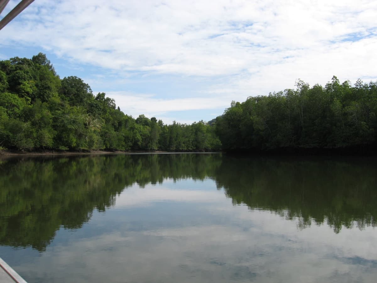 Langkawi Mangrove Kayaking and Swimming