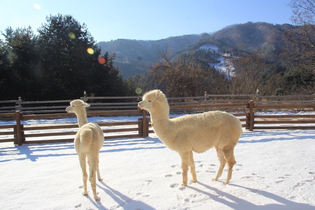 Alpaca World, Nami Island, and Garden of Morning Calm Tour from Seoul