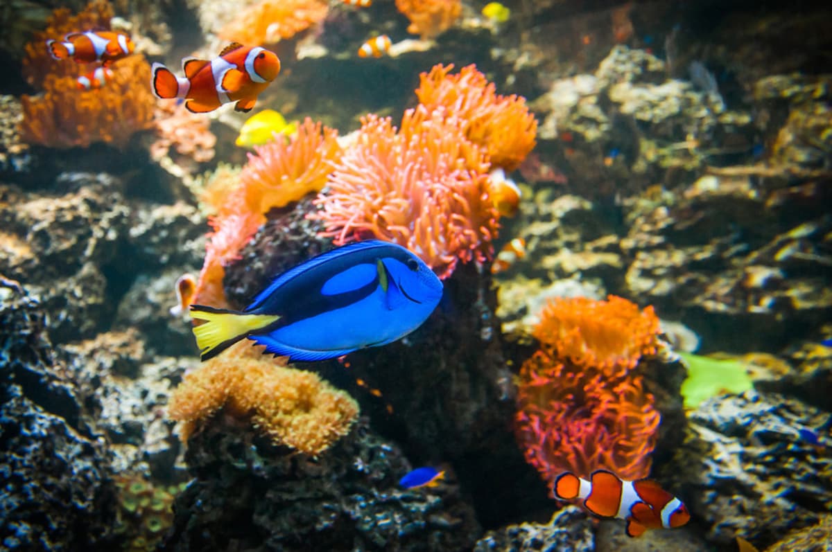 COMBO: Melbourne Skydeck + SEA LIFE Melbourne Aquarium Tickets