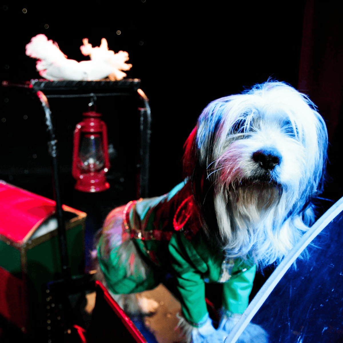 V Theatre Las Vegas - Popovich Comedy Pet Theatre