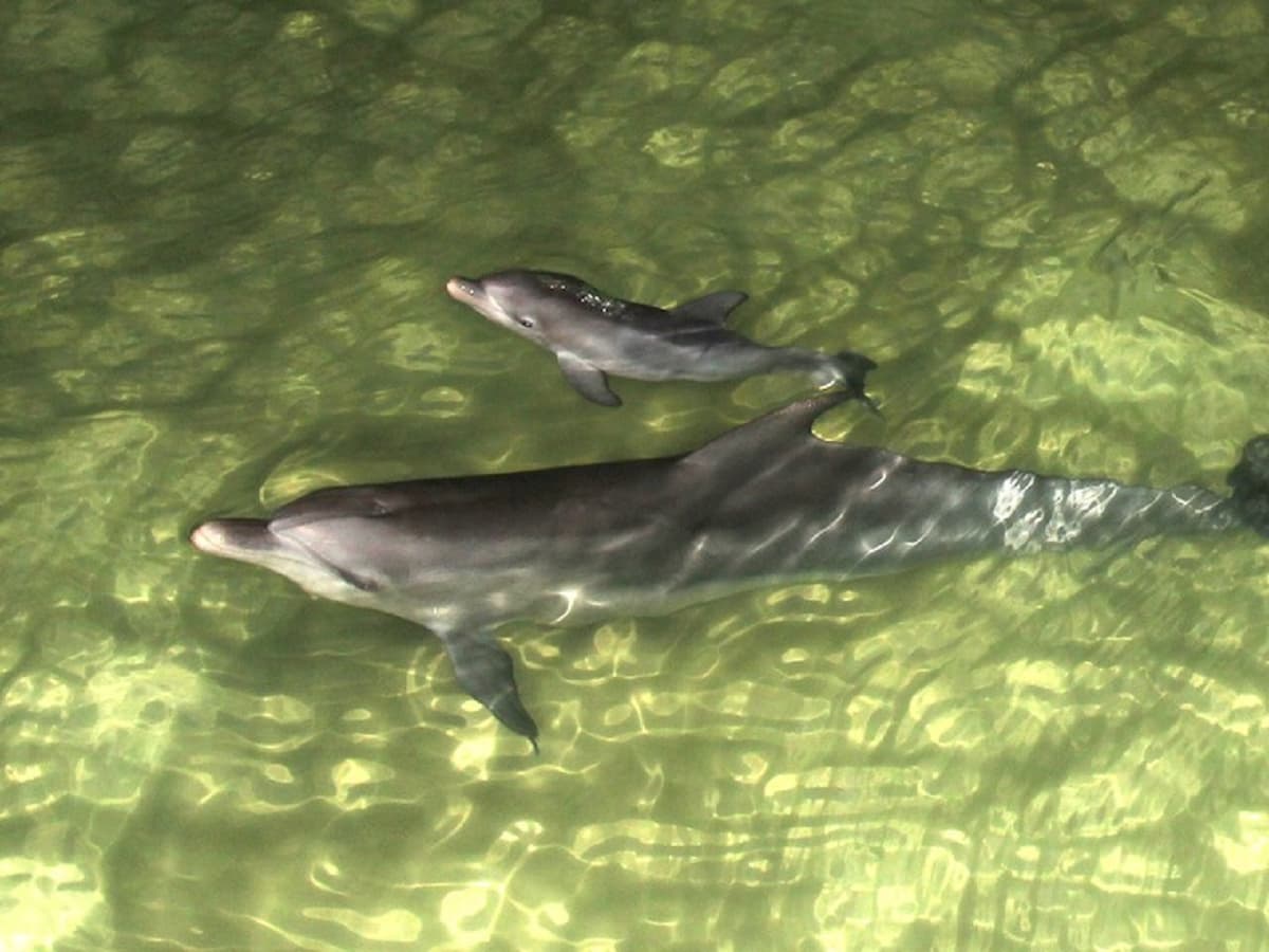 Tangalooma Island Tour with Dolphin Viewing