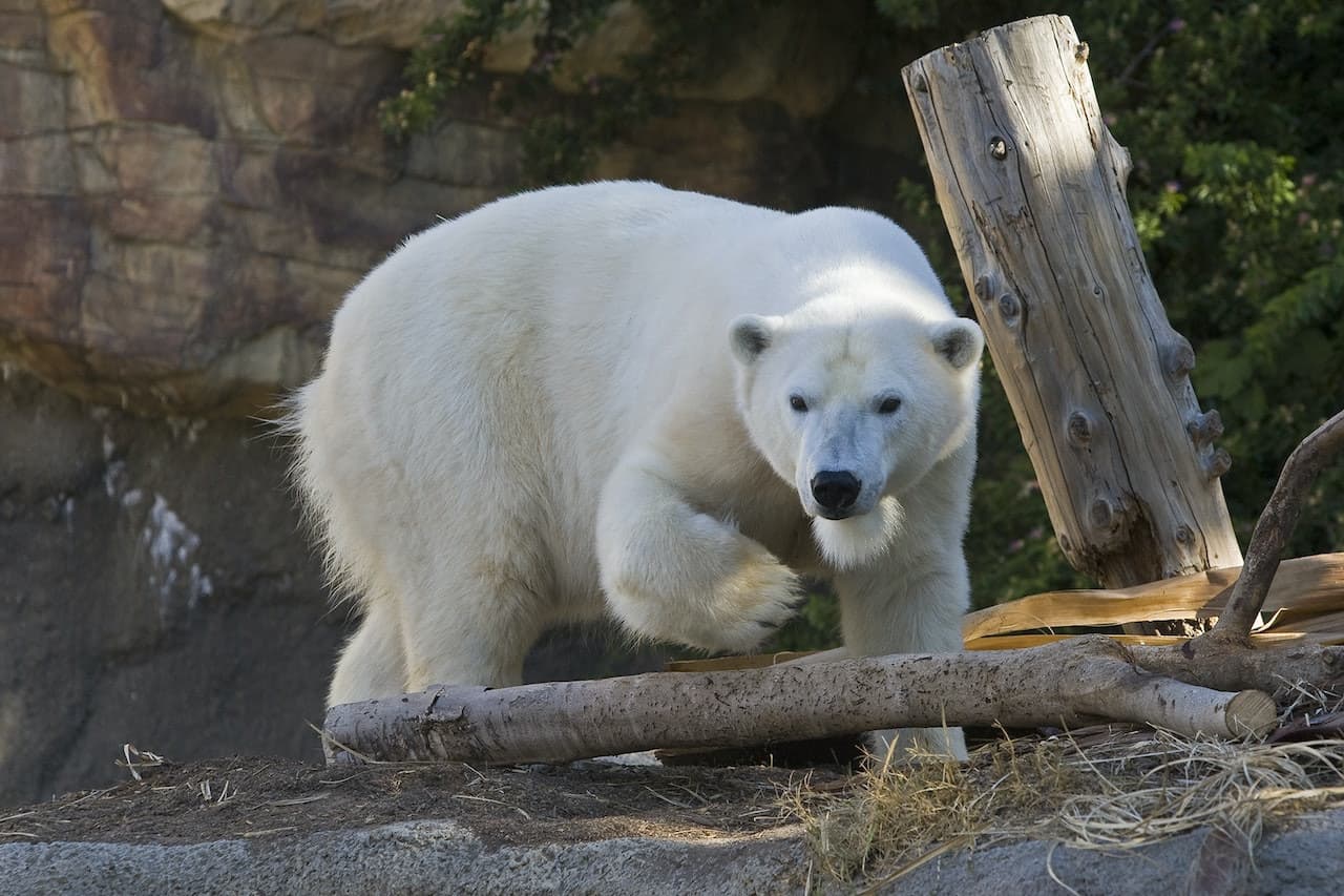 San Diego Zoo