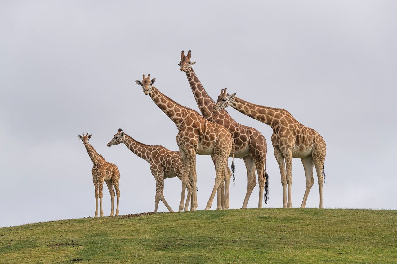 San Diego Zoo Safari Park Ticket