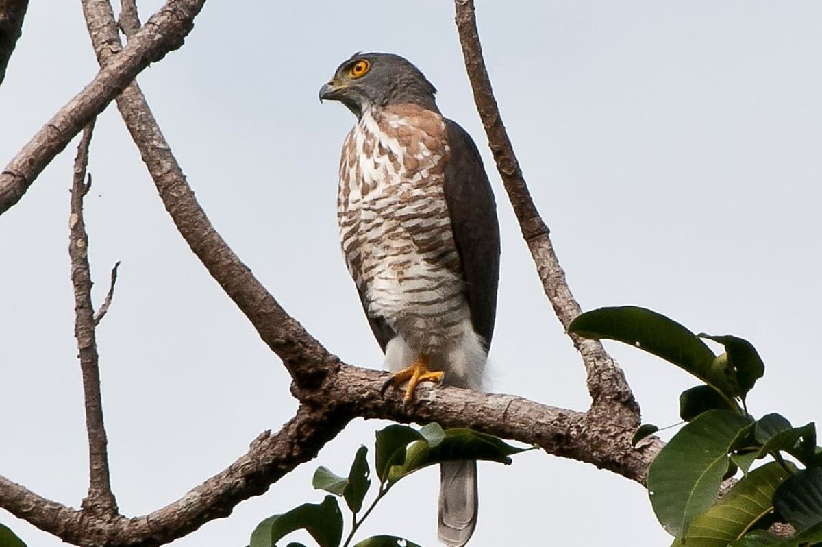 Desaru Coast Birdwatching Experience