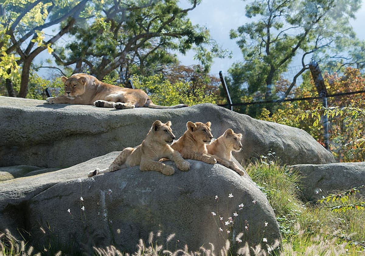 Paris Zoo (Parc Zoologique de Paris)