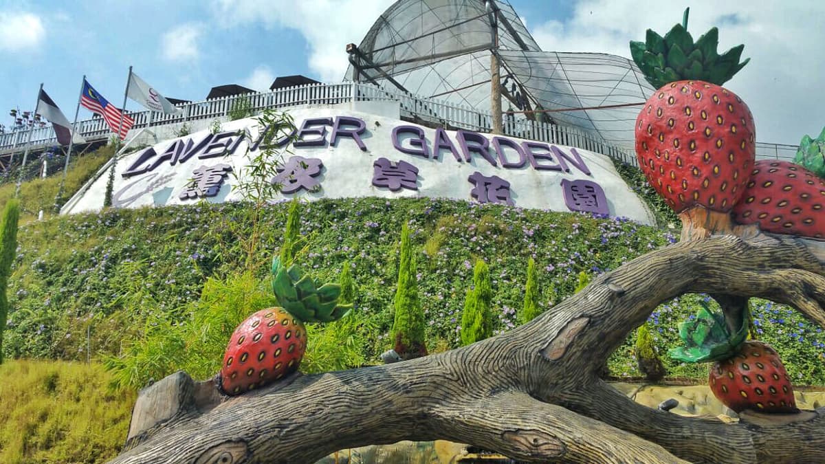 Cameron Highlands Tour from Kuala Lumpur