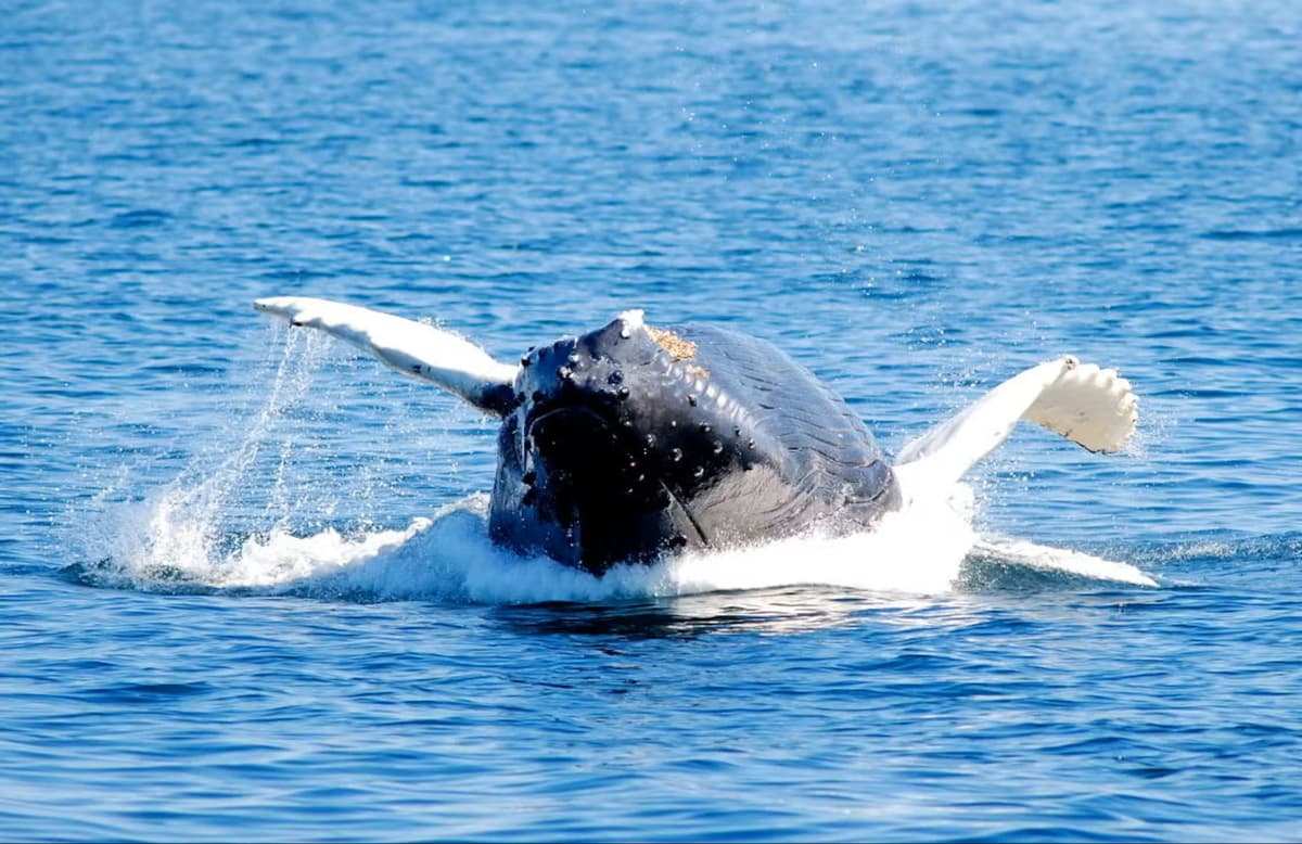 Boston Harbor Whale Watch Cruise