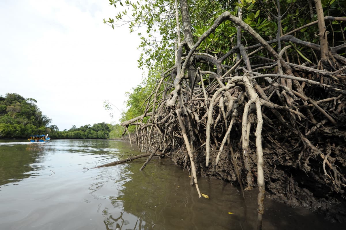 Langkawi Mangrove Cruise and Snorkeling
