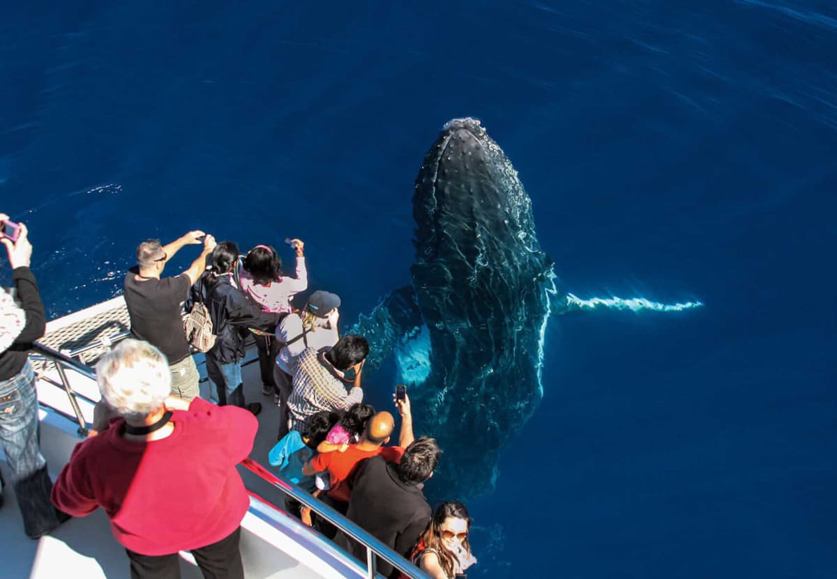 Gold Coast Whale Watching Cruise aboard Sea World Cruises