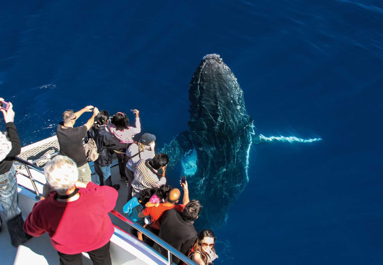Gold Coast Whale Watching Cruise aboard Sea World Cruises