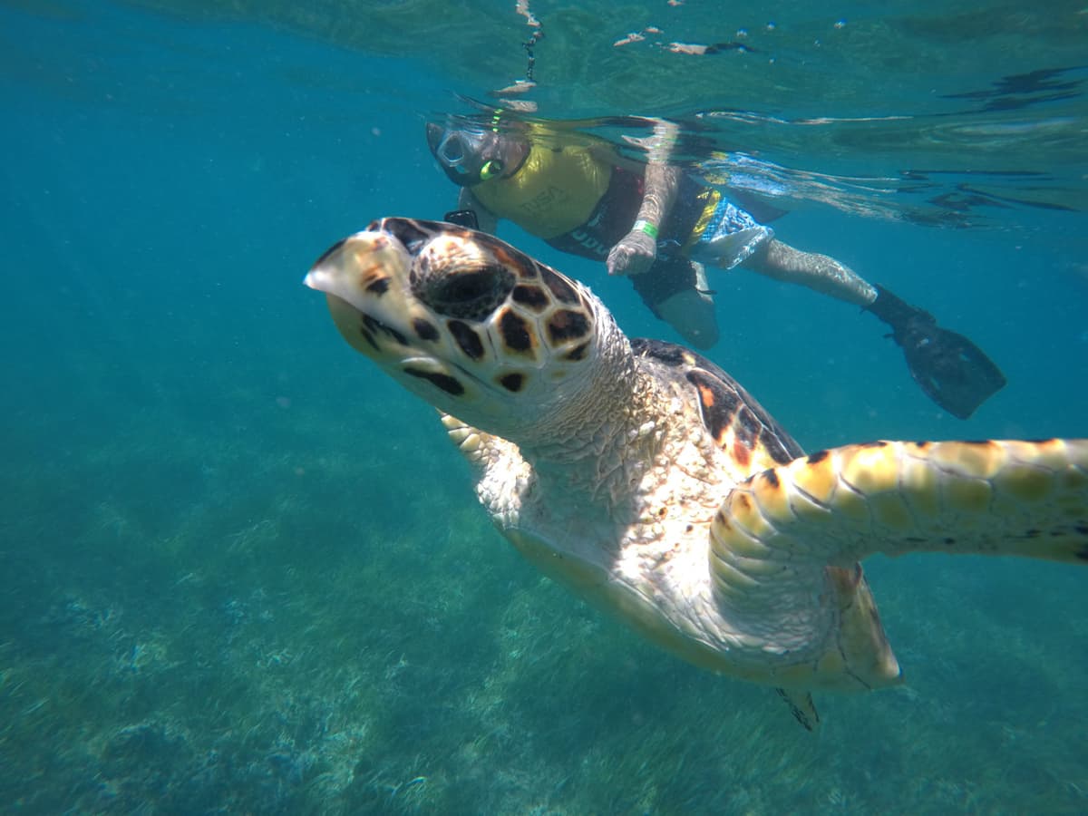 Go City Cancun All-Inclusive Pass: Save up to 50% on Attractions