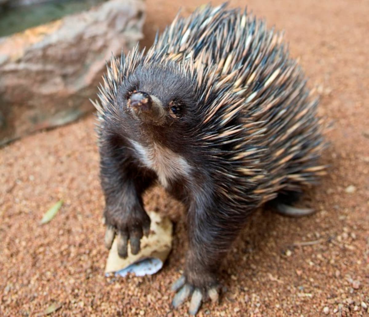 WILD LIFE Sydney Zoo Direct Entry Ticket