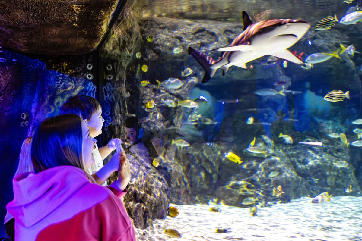 SEA LIFE Brighton Ticket