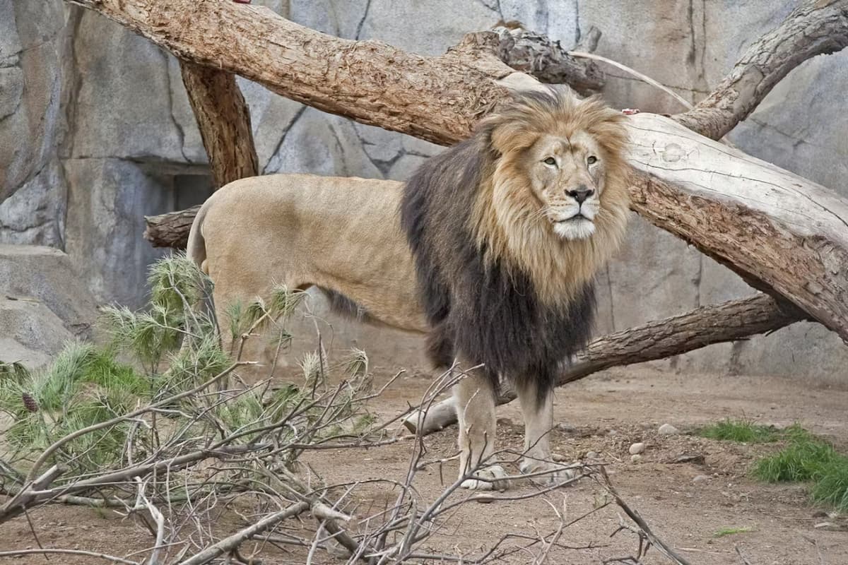 2-Visit Pass: San Diego Zoo + San Diego Zoo Safari Park Tickets