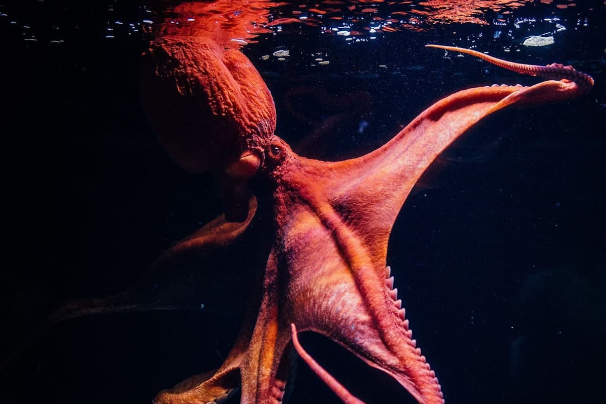 Oceanário de Lisboa Ticket