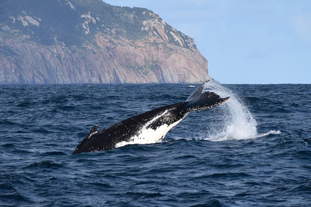 Wilsons Promontory Whale Watching Sightseeing Cruise