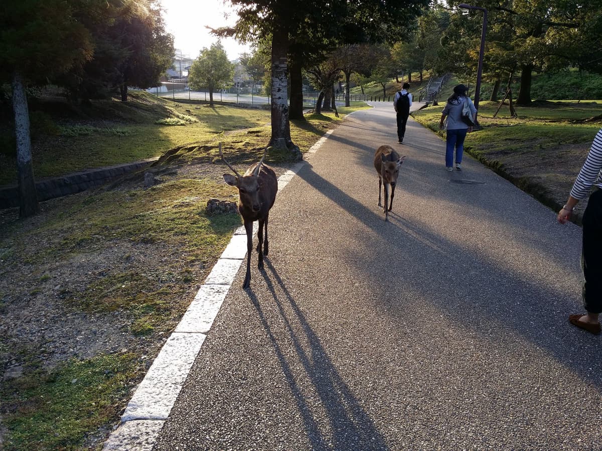 Kyoto and Nara Full-Day Tour from Kyoto