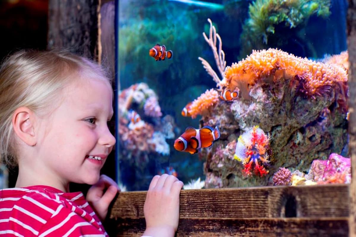 SEA LIFE Oberhausen Aquarium Ticket