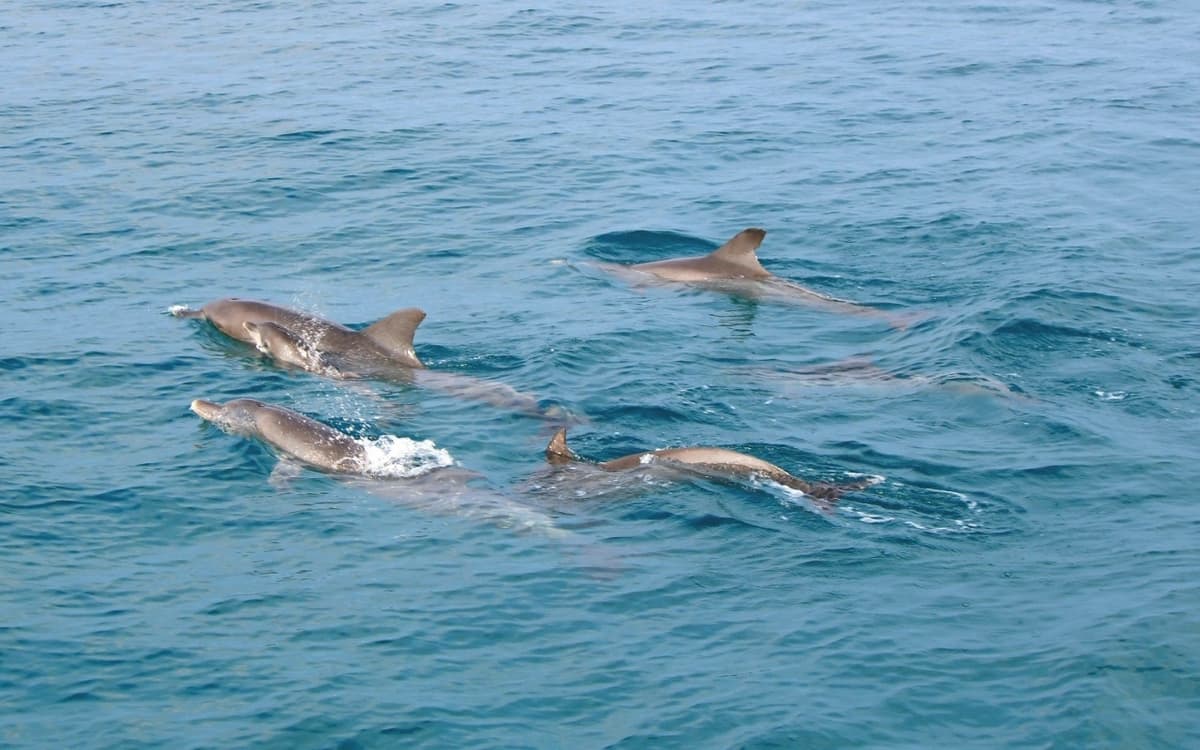 Raya Noi, Raya Yai, and Maiton Island Snorkelling Tour from Phuket