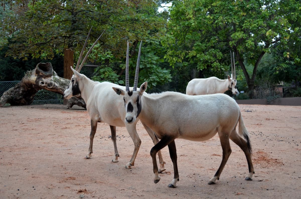 Ménagerie, Zoo of the Jardin des Plantes