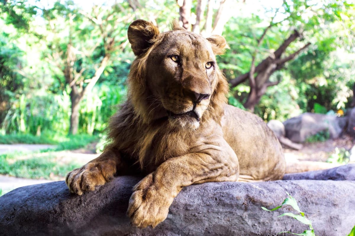 Bali Safari Park Ticket