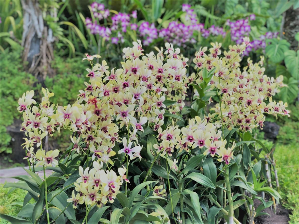 National Orchid Garden Ticket