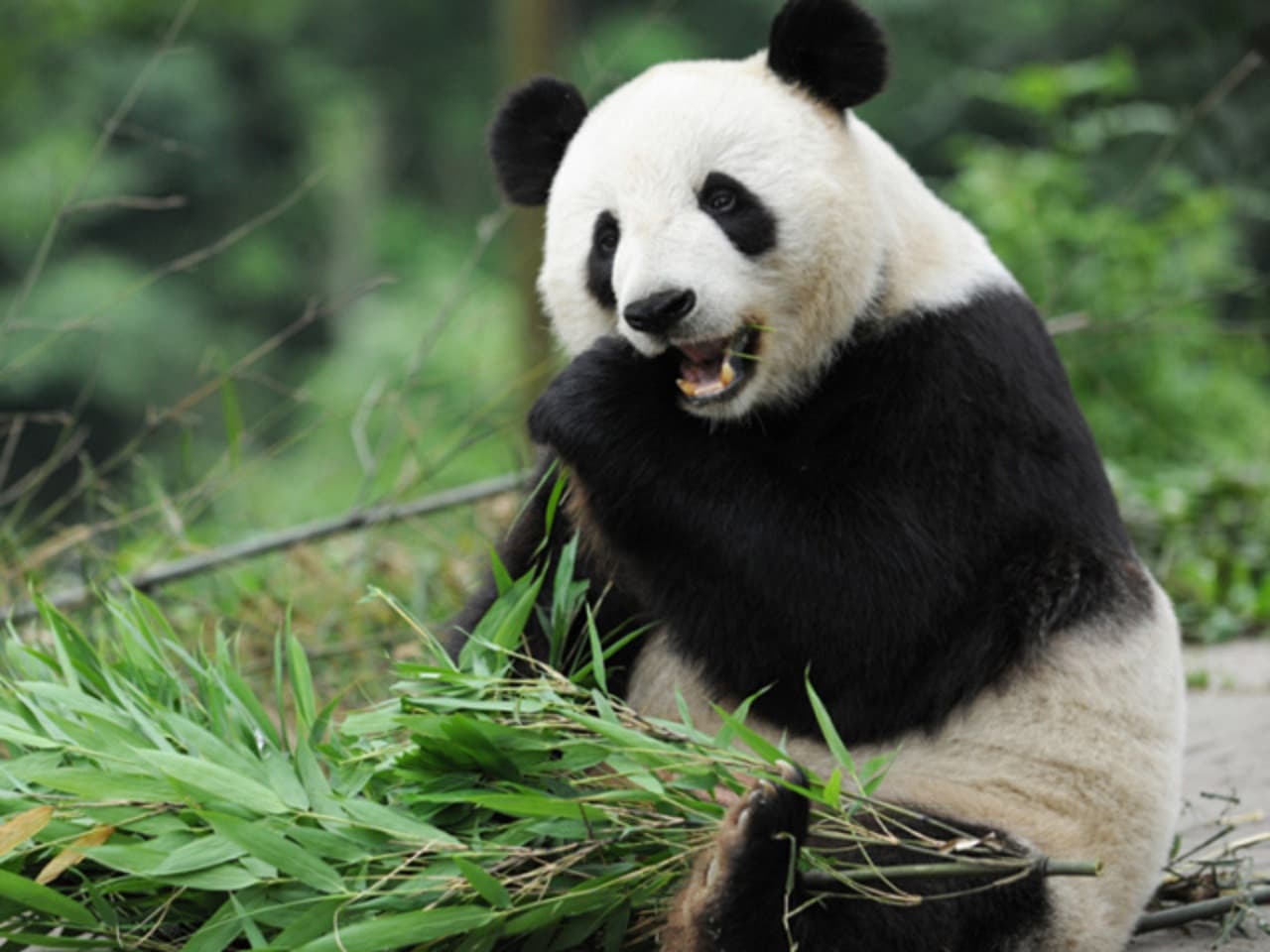 Beijing Zoo, Summer Palace, and Lama Temple Tour