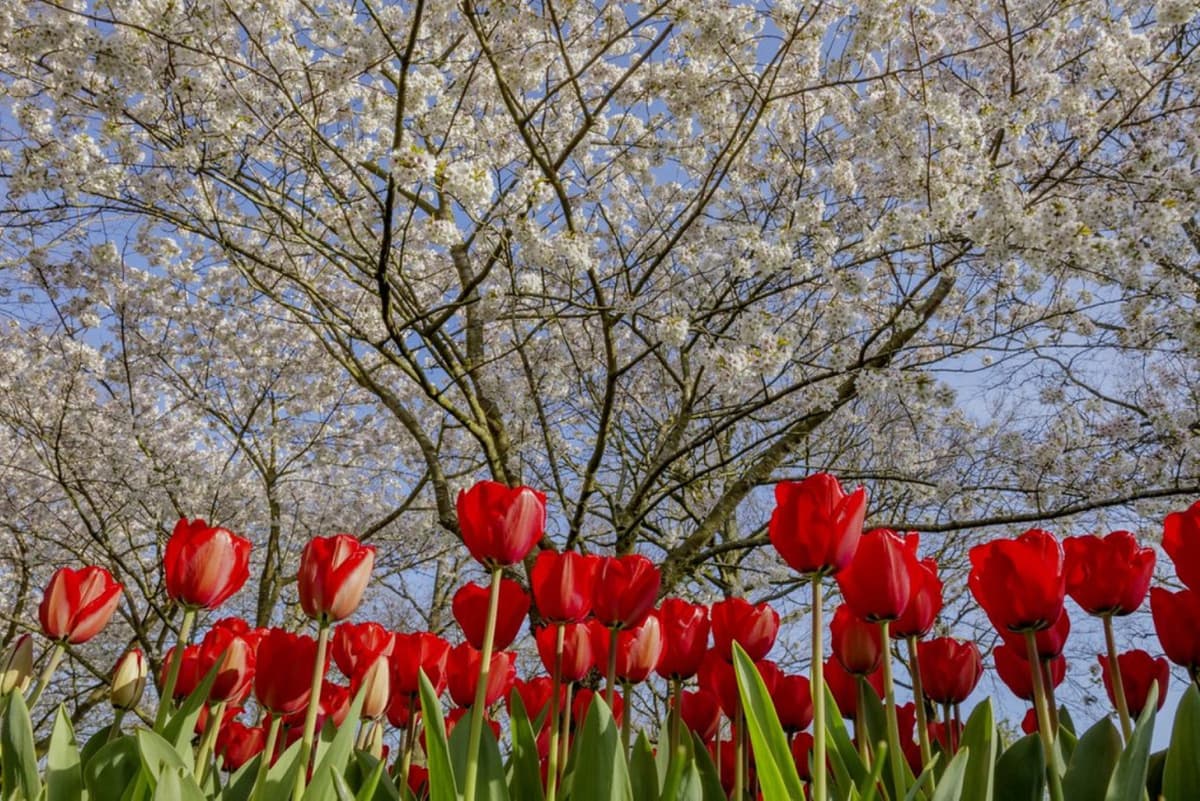 Keukenhof Gardens Ticket with Round Trip Bus Transfer from Amsterdam