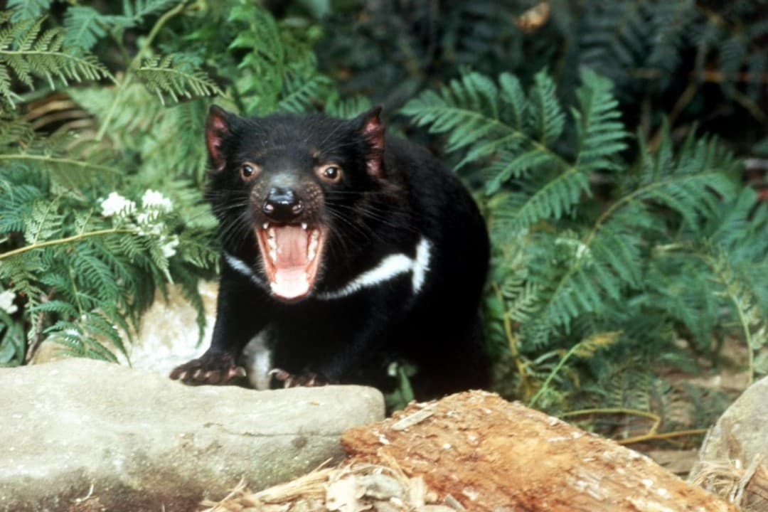 Richmond Village and Bonorong Wildlife Sanctuary Tour