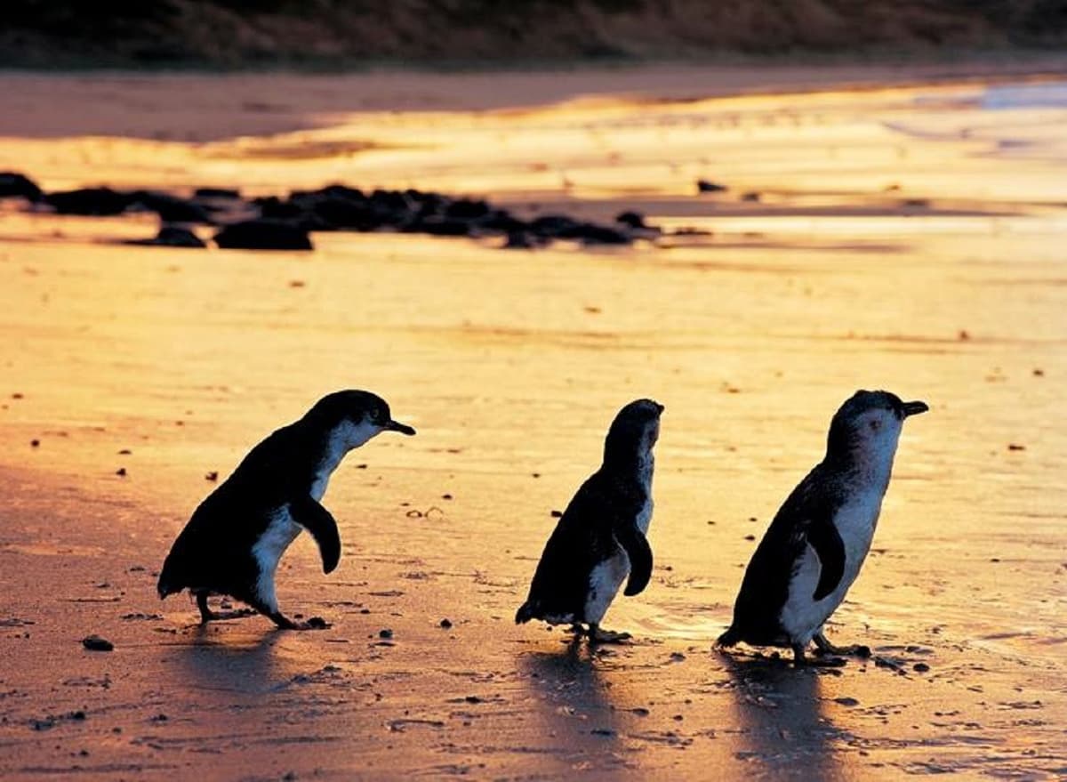 Phillip Island Nature Parks - Three-Park Pass