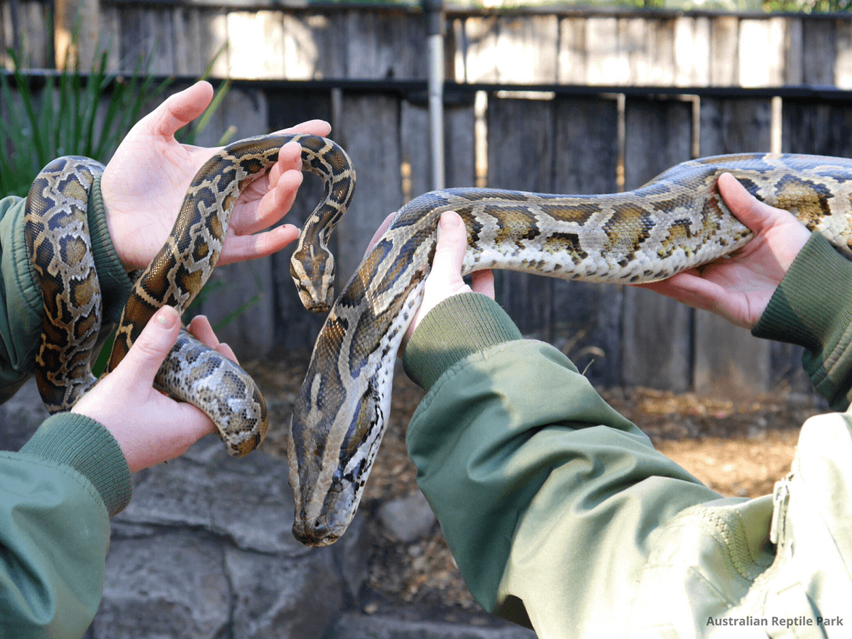 Australian Reptile Park