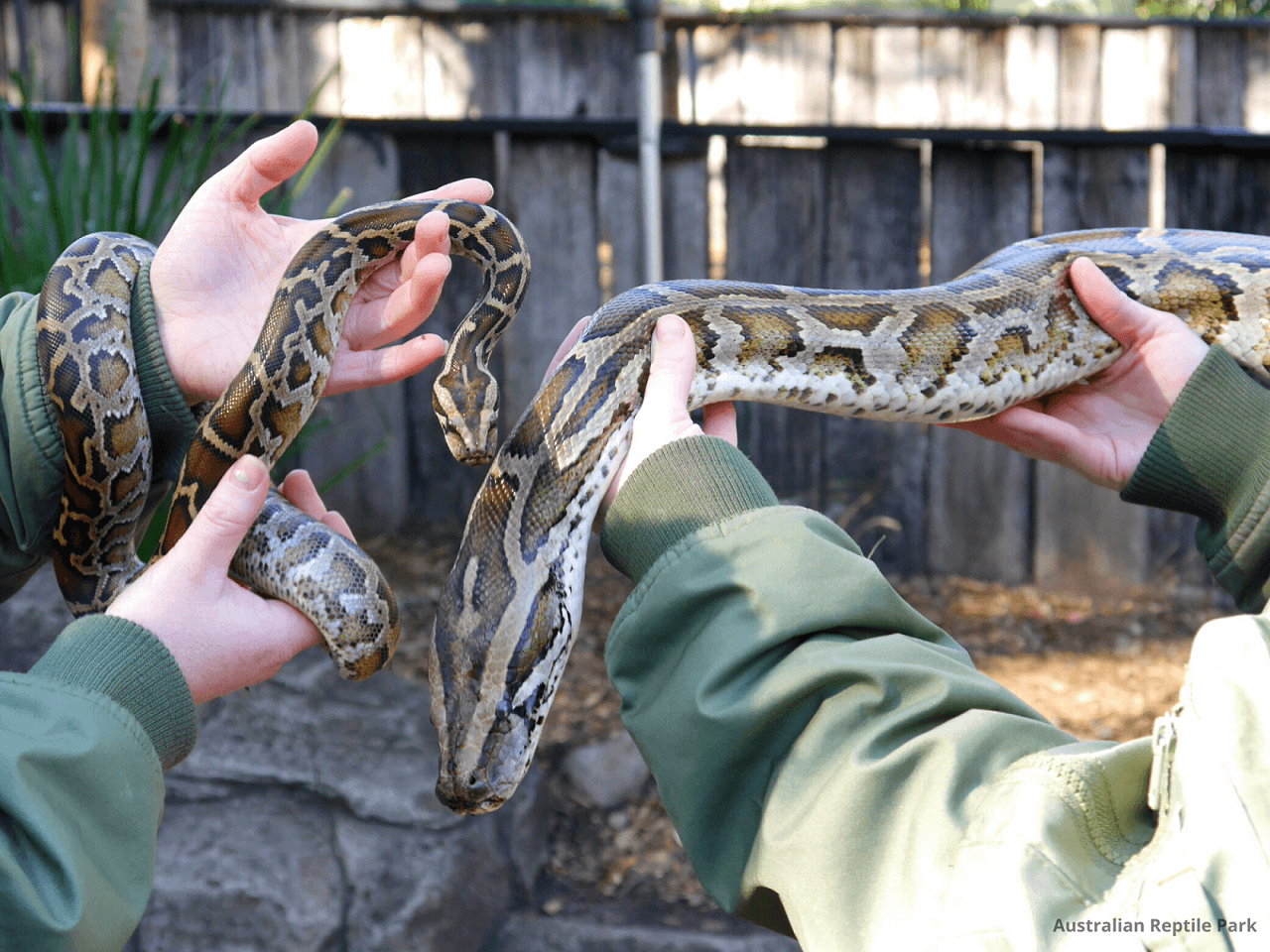 Australian Reptile Park