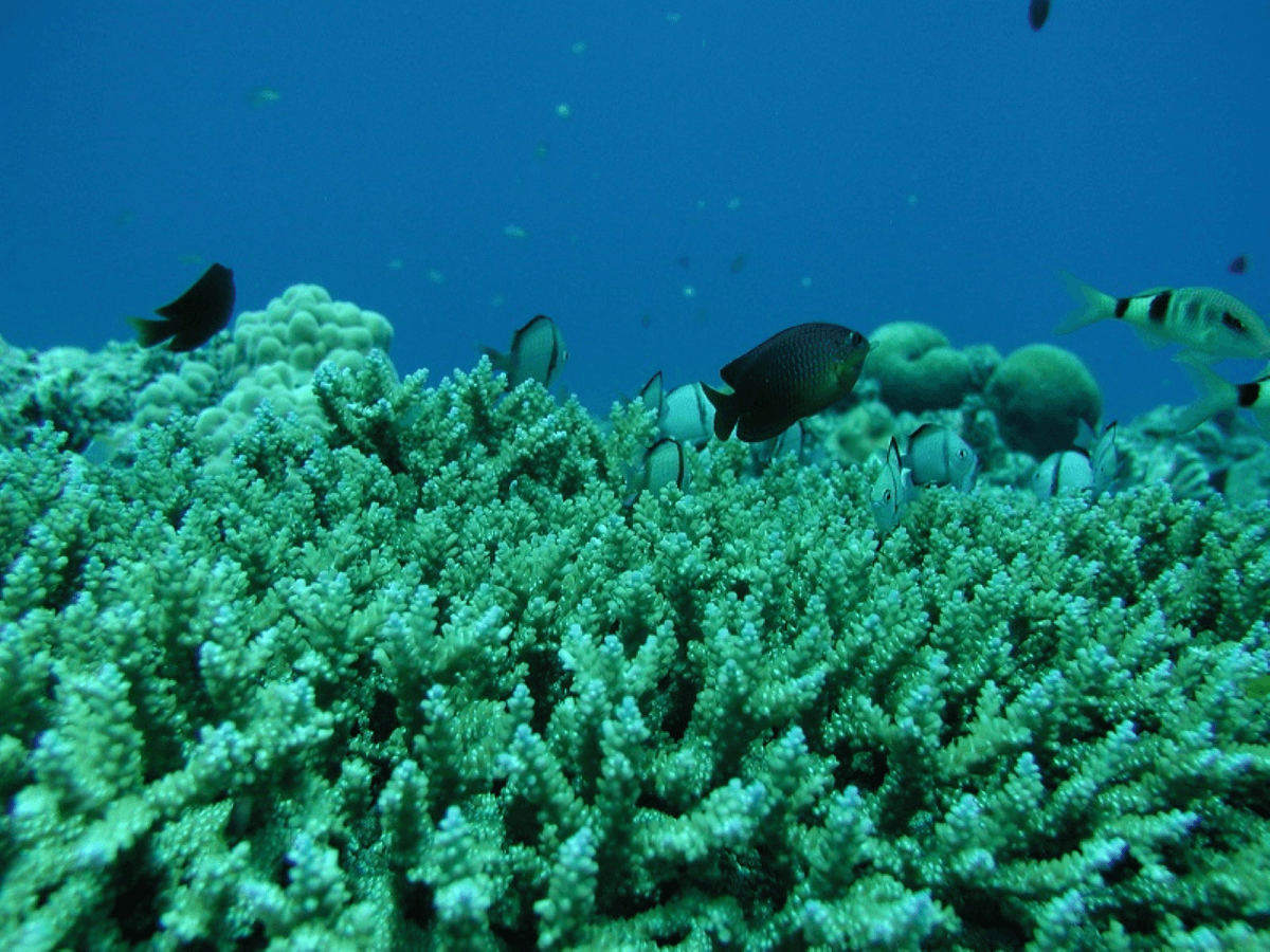 Okinawa Glass Bottom Boat Tour