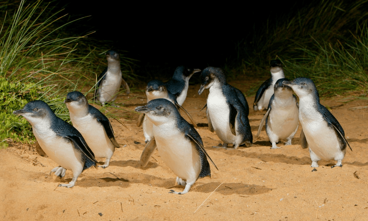 Melbourne City Discovery Tour with Penguin Parade