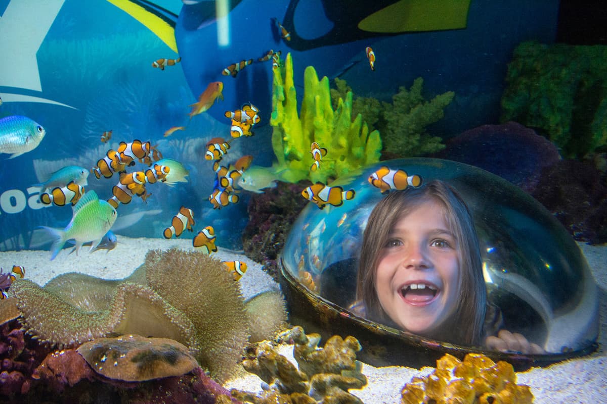 SEA LIFE Sunshine Coast Aquarium Direct Entry Ticket