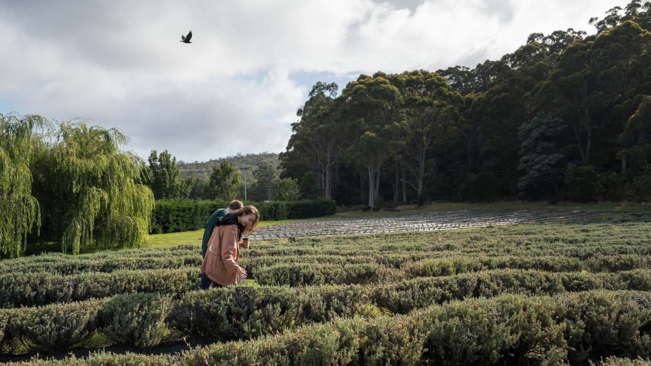Port Arthur Historic Site & Tasman Peninsula Tour from Hobart