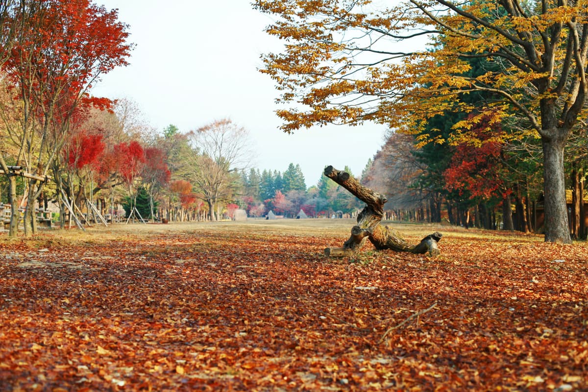 Nami Island Shuttle Bus Transfers from Seoul