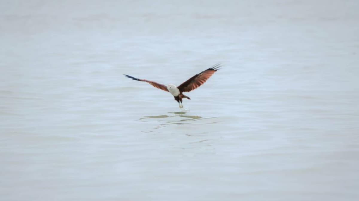 Eagle Watching Experience in Kuala Selangor