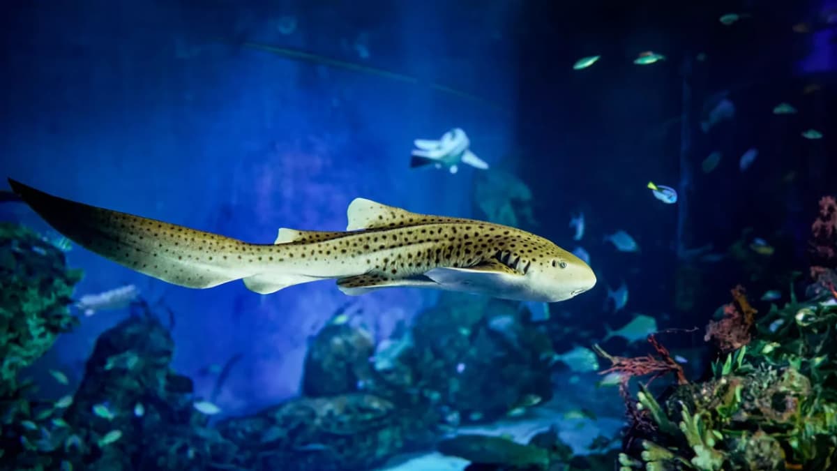 Marine Safari Bali Ticket